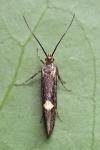 Esperia sulphurella