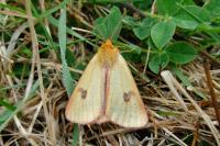 Diacrisia sannio