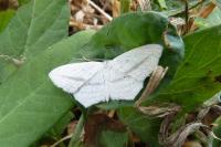 Scopula emutaria