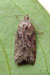 Cnephasia