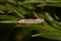 Elachista rufocinerea