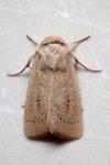 Mythimna sicula