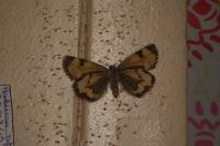 Boudinotiana notha