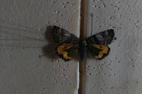 Boudinotiana notha