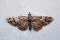 Gymnoscelis rufifasciata