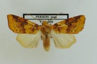 Cirrhia icteritia