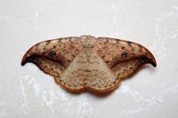 Drepana falcataria