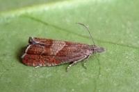 Dichrorampha acuminatana