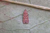 Pseudotelphusa paripunctella