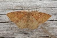 Cyclophora porata