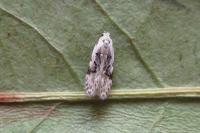 Altenia scriptella