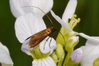 Cauchas rufimitrella