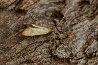 Nematopogon swammerdamella