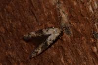 Epermenia chaerophyllella