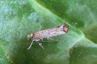 Pseudoswammerdamia combinella
