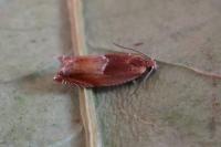 Ancylis mitterbacheriana