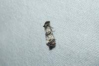 Hysterophora maculosana