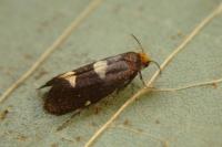 Incurvaria masculella