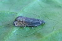 Grapholita gemmiferana