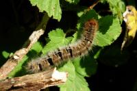Lasiocampa quercus