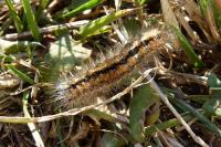 Acronicta albovenosa