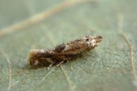 Bucculatrix bechsteinella
