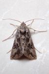 Autographa gamma