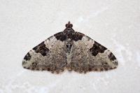 Xanthorhoe fluctuata