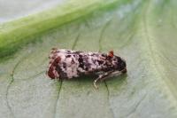 Hysterophora maculosana