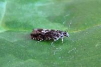 Pammene argyrana