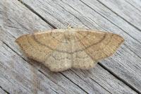 Cyclophora ruficiliaria