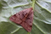 Minucia lunaris