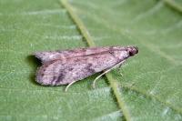 Ephestia elutella/woodiella