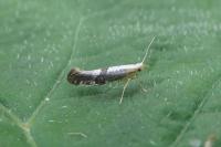 Argyresthia spinosella