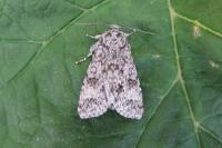 Acronicta megacephala