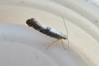 Argyresthia spinosella