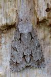 Acronicta psi