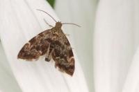 Anthophila fabriciana