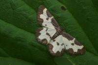 Lomaspilis marginata