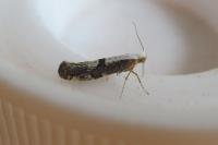 Argyresthia spinosella