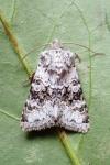 Hecatera bicolorata