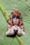 Oligia versicolor