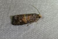 Cymolomia hartigiana