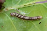 Acrobasis