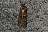 Tortricodes alternella