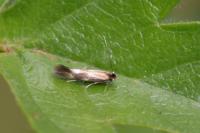 Bucculatrix nigricomella