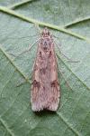 Nomophila noctuella