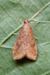 Udea ferrugalis