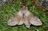 Stauropus fagi