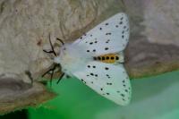 Spilosoma lubricipeda